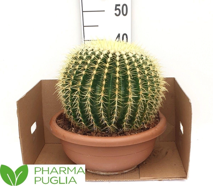 ECHINOC GRUSONII