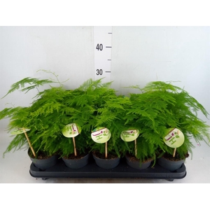 Asparagus setaceus