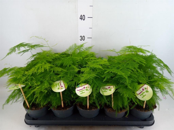 <h4>Asparagus setaceus</h4>