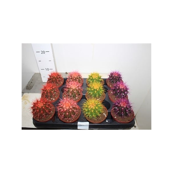 <h4>Echinoc Grusonii Rainbow Mix</h4>