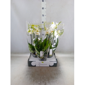 Phalaenopsis   ...white