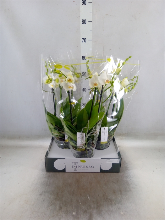 <h4>Phalaenopsis   ...white</h4>
