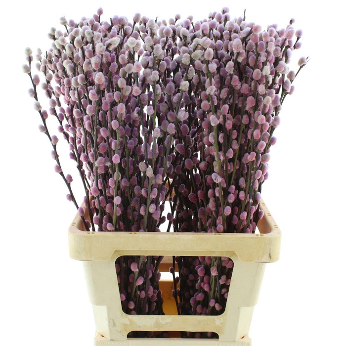 <h4>Salix Snow Flake Klb Roulette</h4>