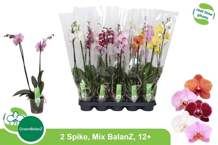 <h4>PHAL GEM</h4>