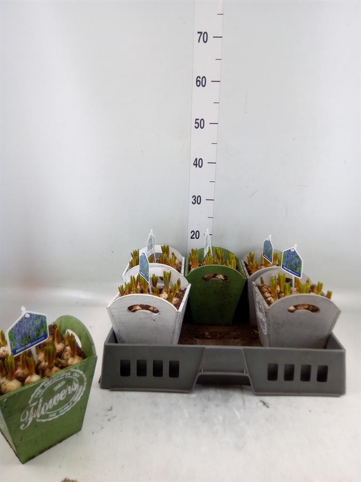 <h4>Arr.  Muscari L%</h4>