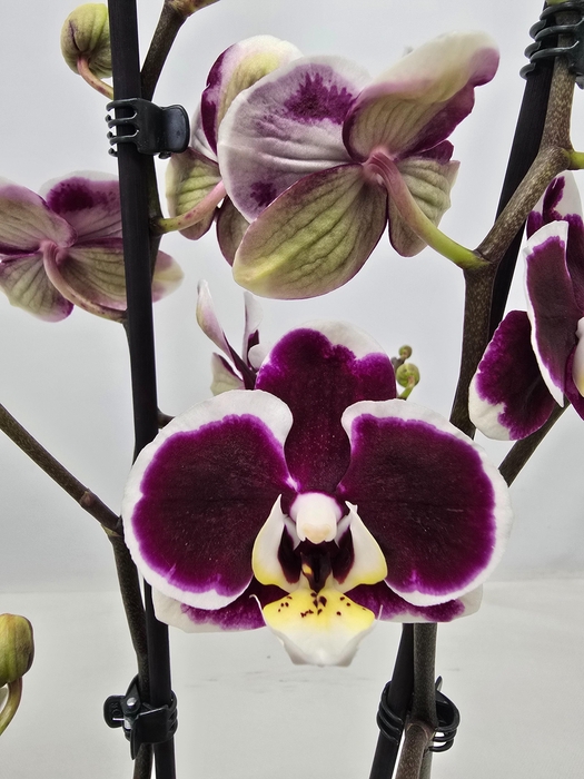 <h4>Limited 23 week 19</h4>