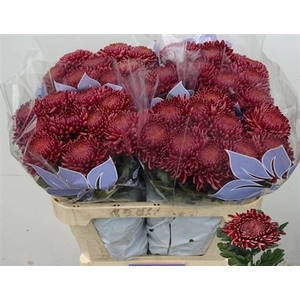 Chr G Bigoudi Red