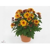 Chrysant Double Orange