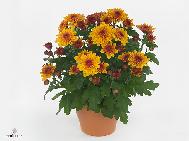 Chrysant Double Orange