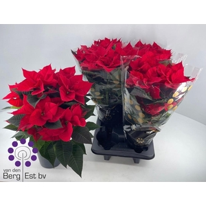 EUPHOR P CHR UNIVERS