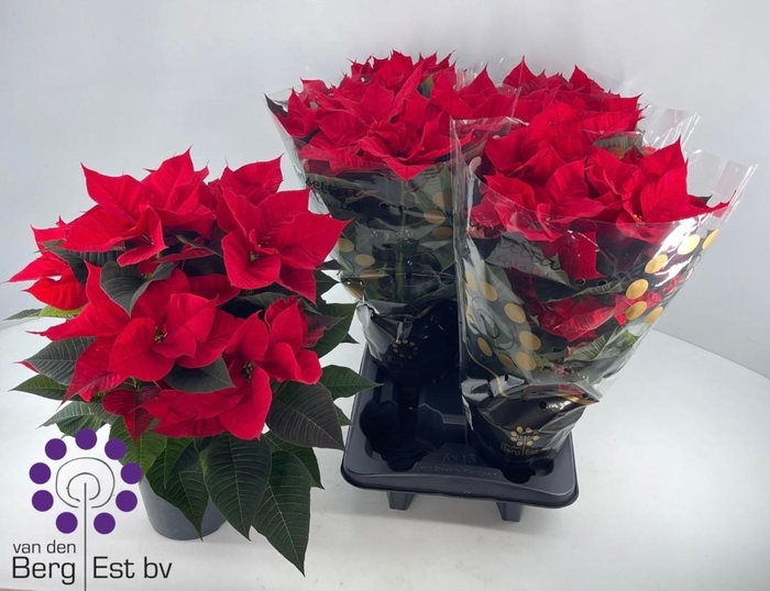 EUPHOR P CHR UNIVERS