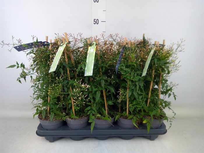 <h4>Jasminum polyanthum</h4>