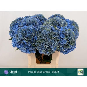 Hydrangea  'Royal Parade'   CL