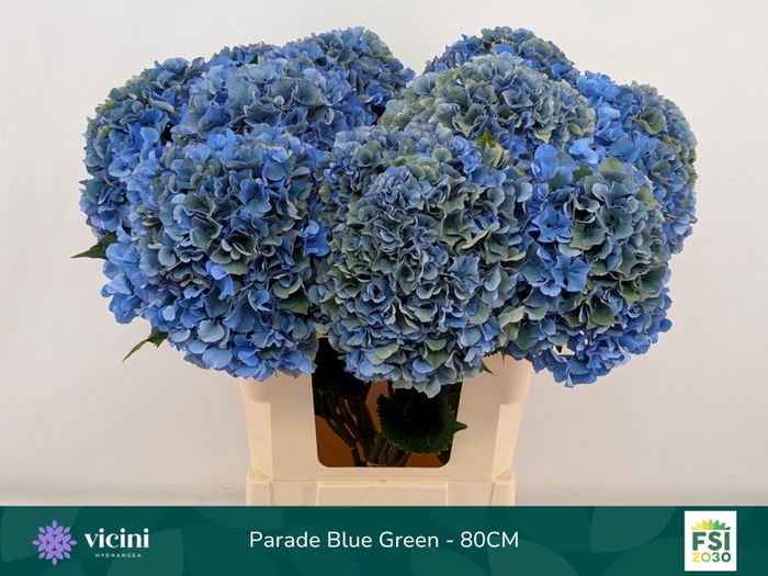 <h4>Hydrangea  'Royal Parade'   CL</h4>