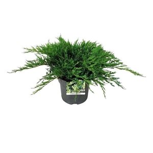 Juniperus hor. 'Agnieszka'
