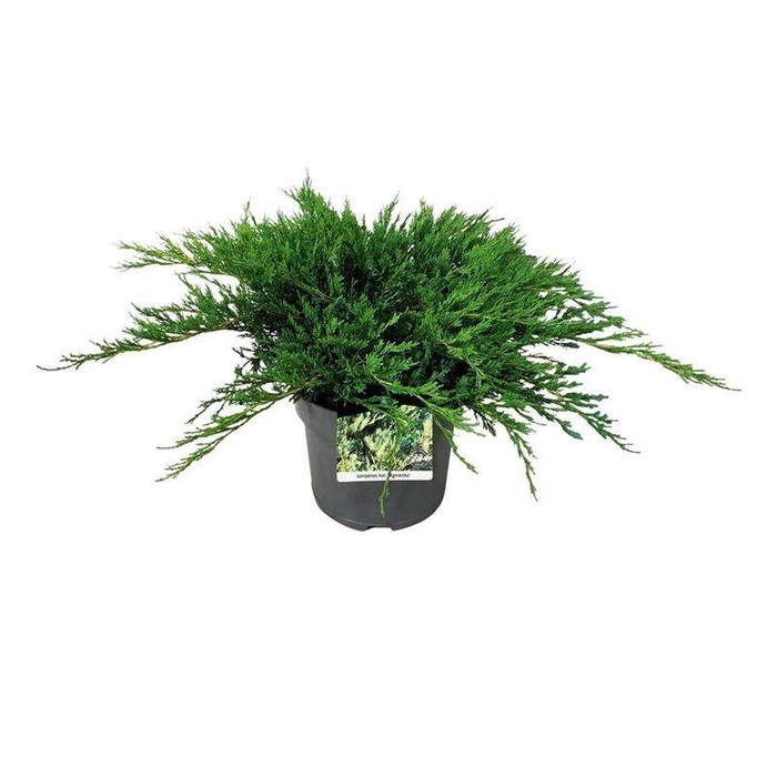<h4>Juniperus hor. 'Agnieszka'</h4>