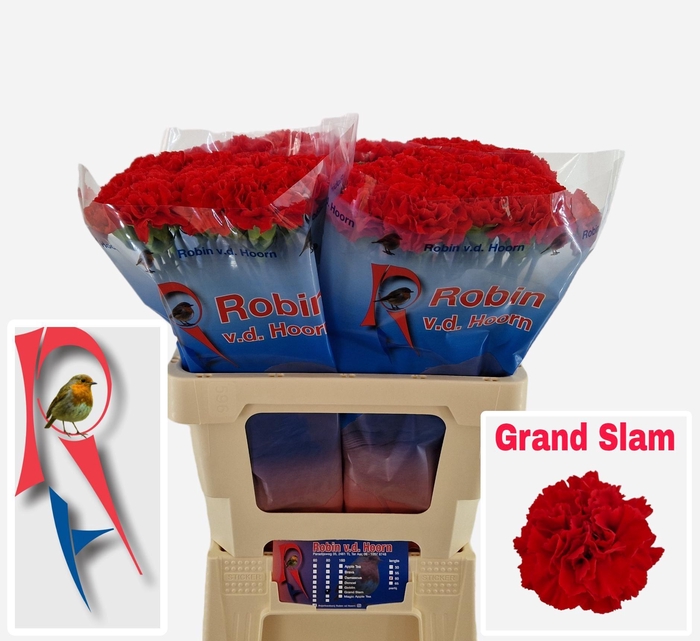 <h4>Dianthus st Grand Slam</h4>