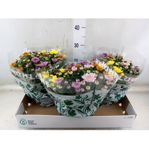 Chrysanthemum  'Elixer'