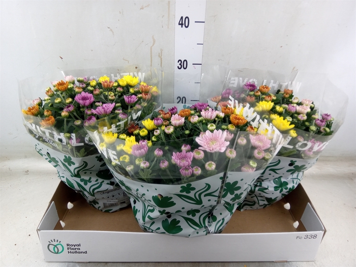 <h4>Chrysanthemum  'Elixer'</h4>