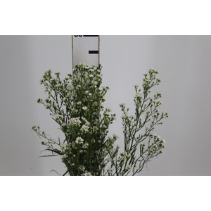 ASTER BRANCO 070 CM