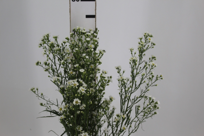 <h4>ASTER BRANCO 070 CM</h4>