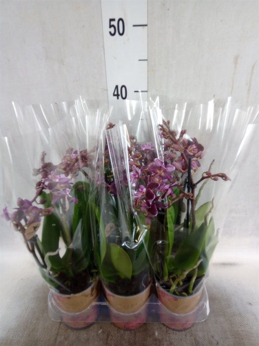 <h4>Phalaenopsis multi.   ...</h4>