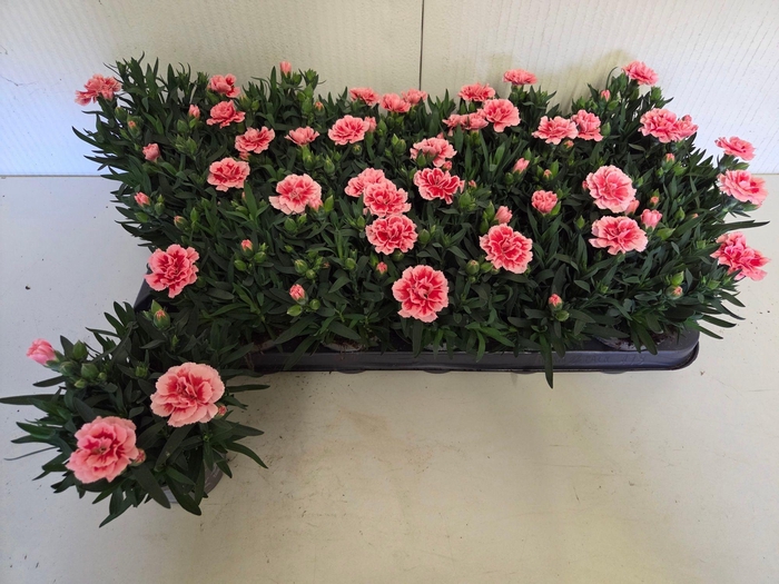 <h4>DIAN OSC ANTIQU PINK</h4>