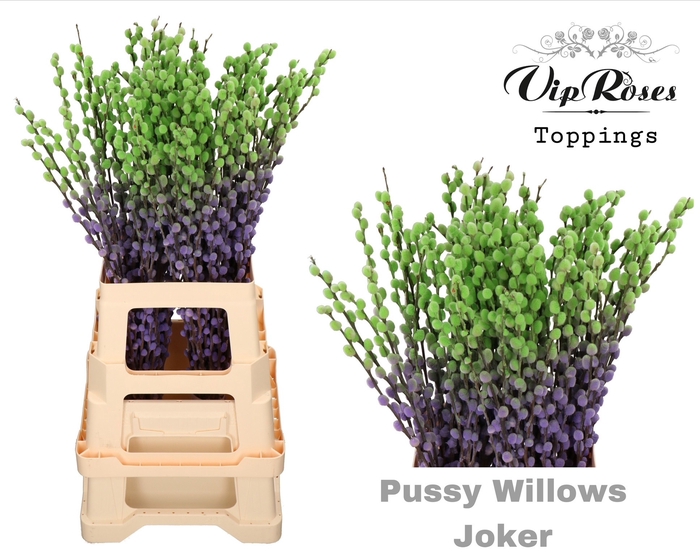 <h4>SALIX PUSSY WILLOW JOKER</h4>