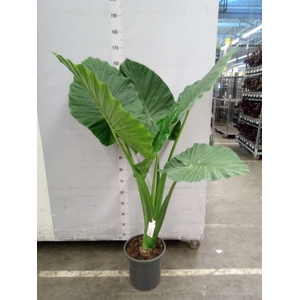 Alocasia   ...