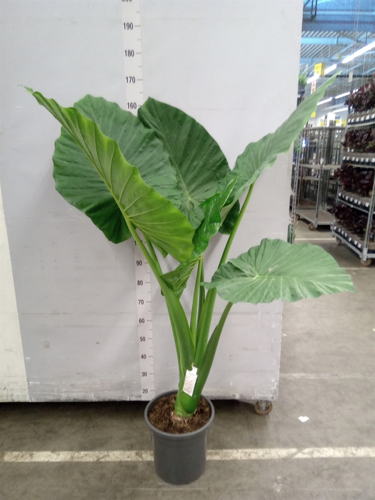 Alocasia   ...