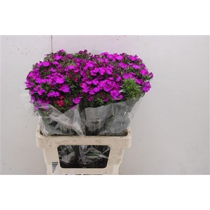 Di Barb Am Neon Purp