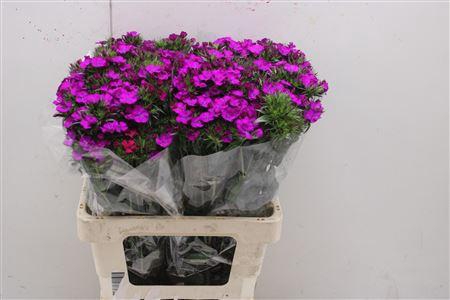 <h4>Di Barb Am Neon Purp</h4>