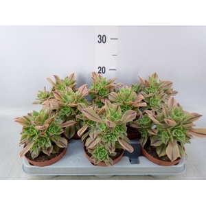 Aeonium   ...