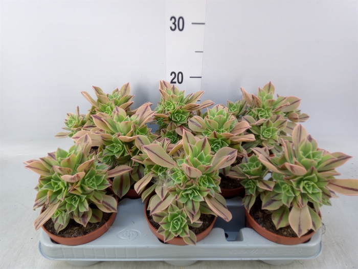 <h4>Aeonium   ...</h4>