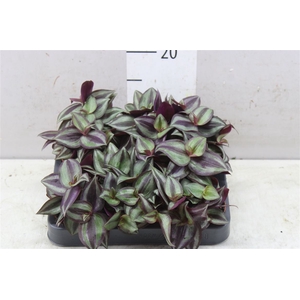 Tradescantia 'purple Heart'