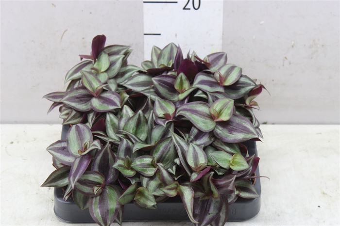 <h4>Tradescantia 'purple Heart'</h4>