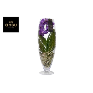 Vanda Champagne Purple