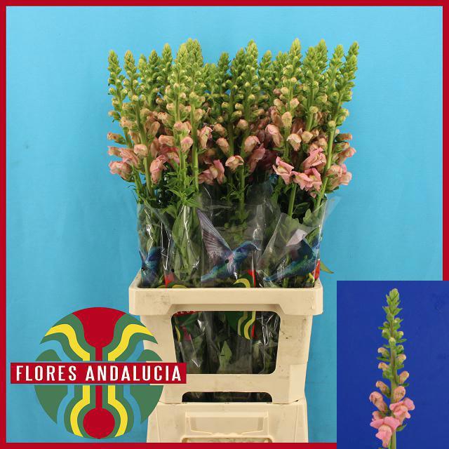 <h4>ANTIR POTO PINK</h4>