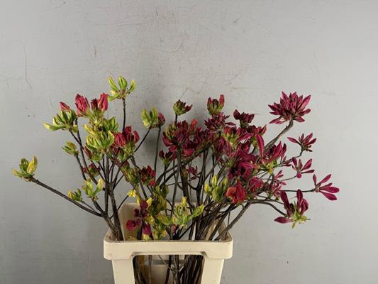 <h4>Rhodo. Mix</h4>