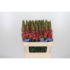 Antirrhinum Po D. Orange
