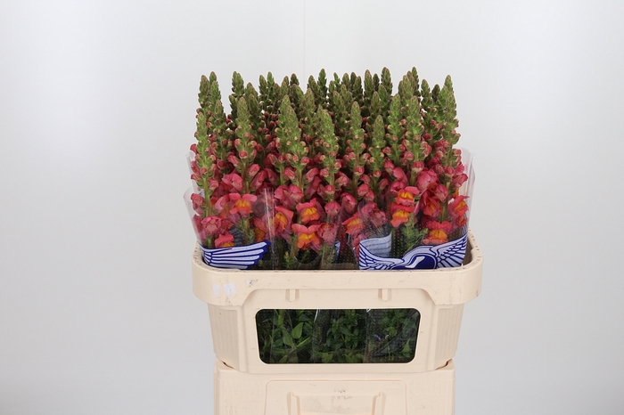<h4>Antirrhinum Po D. Orange</h4>