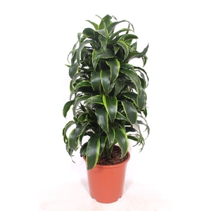 Dracaena Dorado