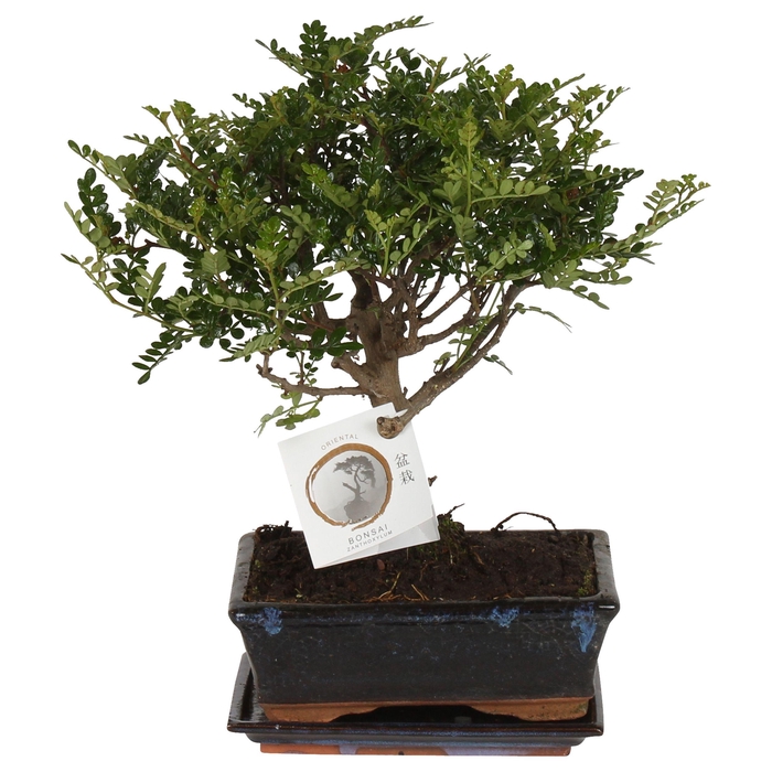 <h4>Bonsai 'Zanthoxylum' in ø12cm Ceramic Ball Shape with Saucer</h4>