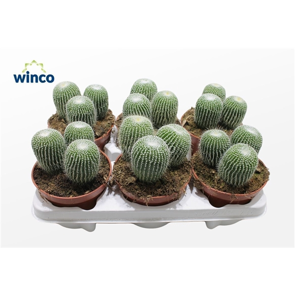 <h4>Notocactus Leninghausi Inermis (group)</h4>