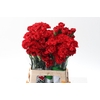 Dianthus St Red Soho