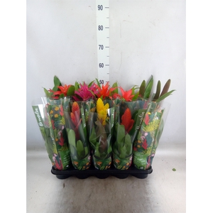 Bromelia   ...mix