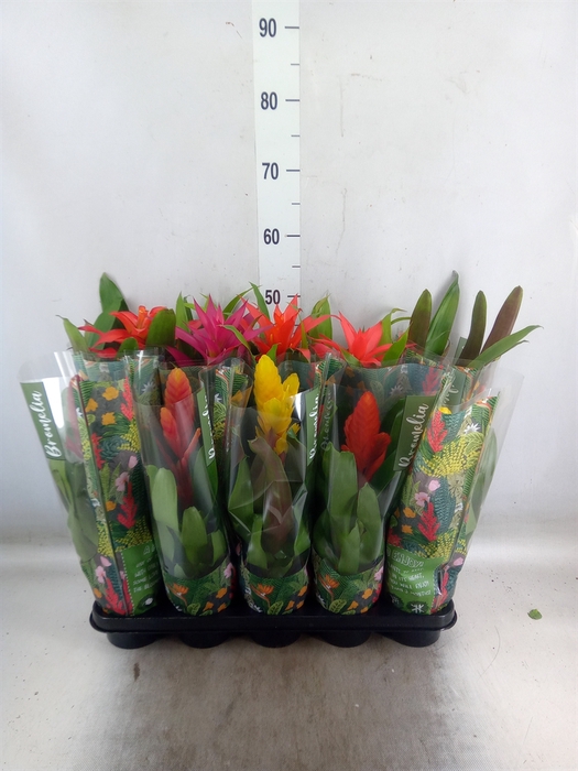 <h4>Bromelia   ...mix</h4>