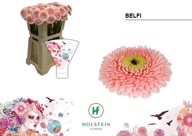 <h4>Germini Pomponi Belfi Water</h4>