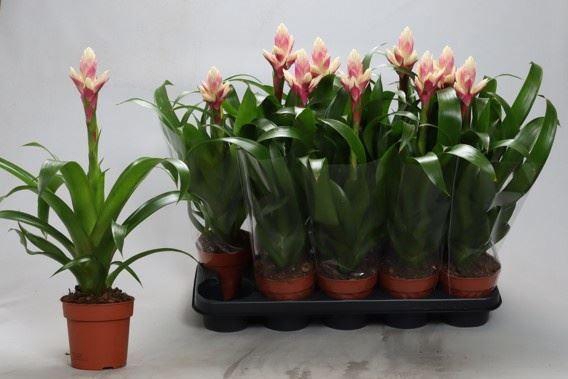 <h4>Guzmania 'Candy'</h4>
