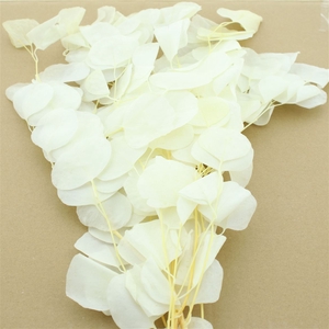 Pres Euca Populus Bleached White P Bnch